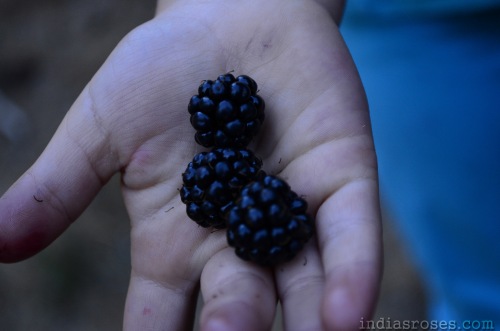 A Recipes for super easy and delicious Blackberry Cobbler: indiasroses.com